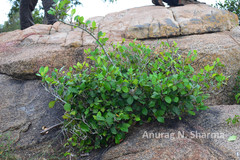 Ficus tinctoria subsp. parasitica